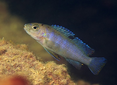 Maylandia flavicauda 'Zimbawe Rock'